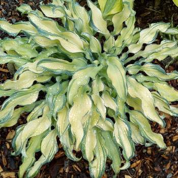 Хоста Hosta ‘Ripple Effect’